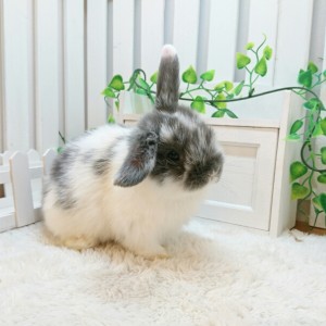 ホーランドロップ　ブロークンブルー（3ＫＹ）