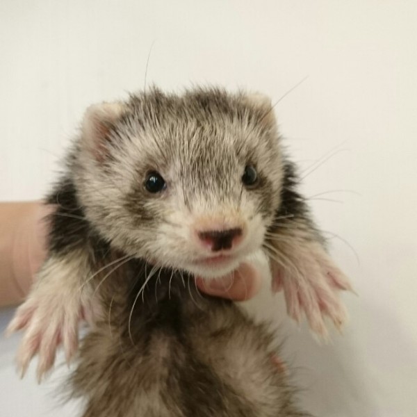 シルバーミット（女の子）