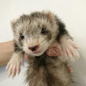 シルバーミット（女の子）