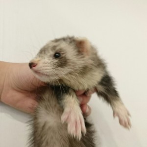 シルバーミット（女の子）