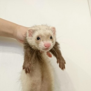 バタースコッチボブテール（女の子）