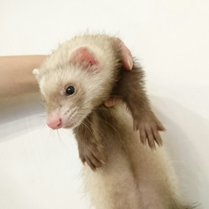 バタースコッチボブテール（女の子）