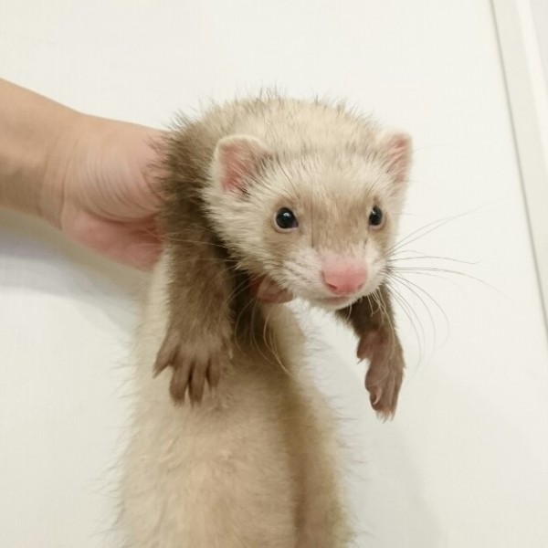 バタースコッチボブテール（女の子）