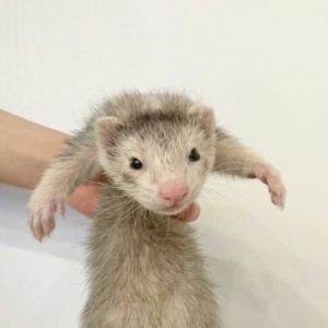 シルバーミット（男の子）