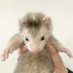 シルバーミット（男の子）