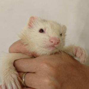 プラチナ（女の子）