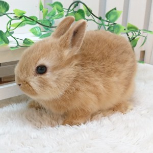 ネザーランドドワーフ オレンジ（F2）