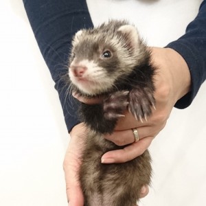 ブラックセーブル（女の子）