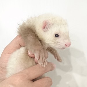 シナモン（男の子）