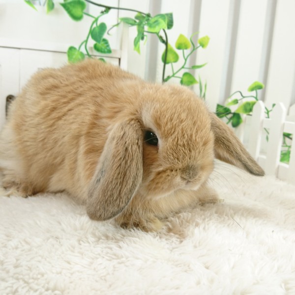 ホーランドロップ　オレンジ（W30)