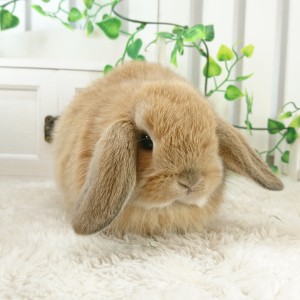 ホーランドロップ　オレンジ（W30)