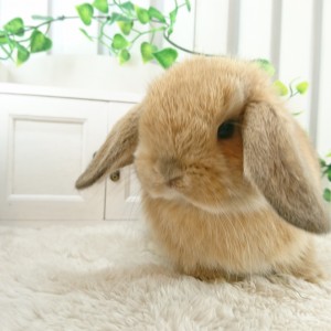 ホーランドロップ　オレンジ（W30)