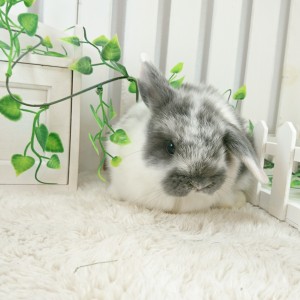 ホーランドロップ　ブロークンブルー（6S7)