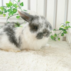 ホーランドロップ　ブロークンブルー（6S7)