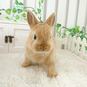 ネザーランドドワーフ　オレンジ（F4)