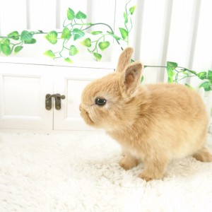 ネザーランドドワーフ　オレンジ（F4)