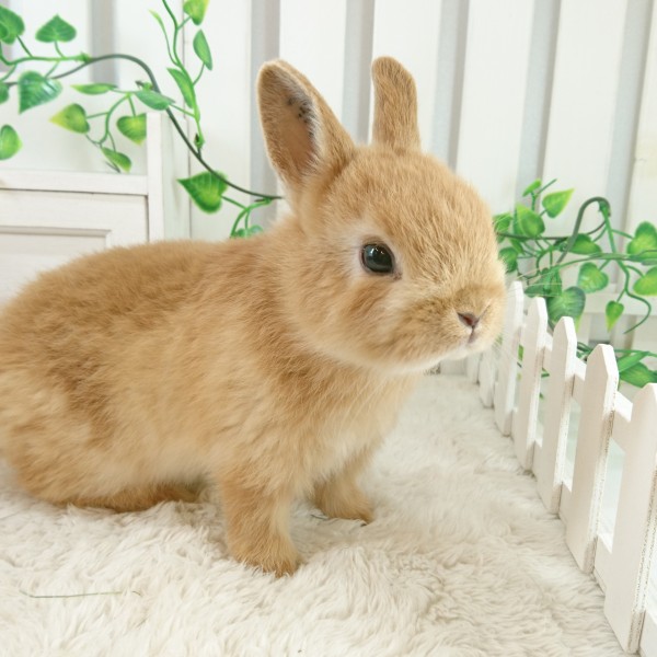 ネザーランドドワーフ　オレンジ（F4)