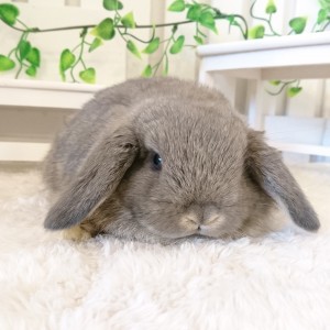 ホーランドロップ　オパール（6Ｔ9）