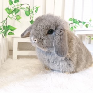 ホーランドロップ　オパール（6Ｔ9）