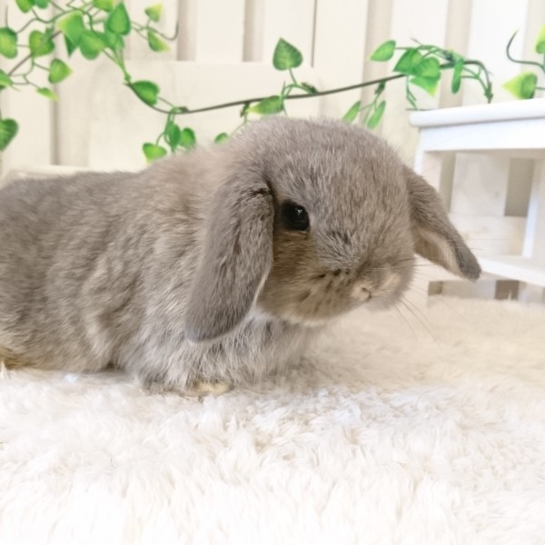 ホーランドロップ　オパール（6Ｔ9）