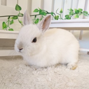 ネザーランドドワーフ　フロスティ（Ｇ5）