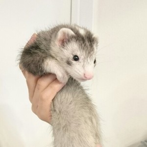 シルバーミット（男の子）