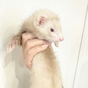 シナモン（女の子）