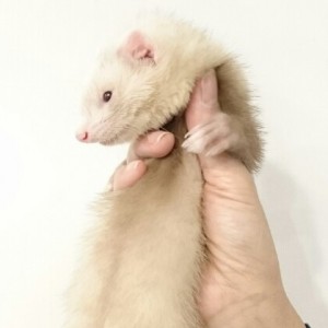 シナモン（女の子）