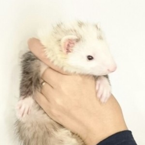 パンダ（女の子）