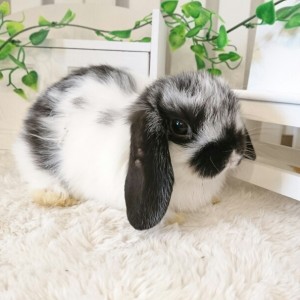 ホーランドロップ　ブロークンブラック（N６３）