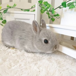 ネザーランドドワーフ　スクワーレル（K7)