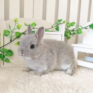 ネザーランドドワーフ　スクワーレル（K7)