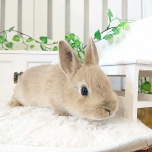 ネザーランドドワーフ　リンクス（K1)