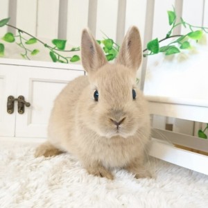 ネザーランドドワーフ　リンクス（K1)