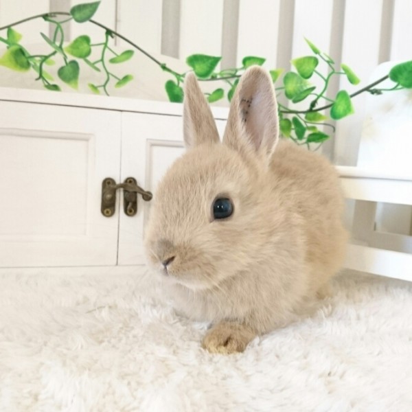 ネザーランドドワーフ　リンクス（K1)