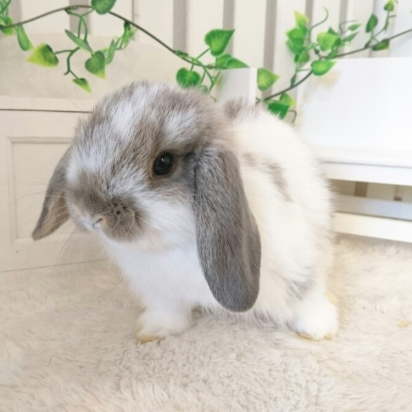 ホーランドロップ　ブロークンオパール（6X6)