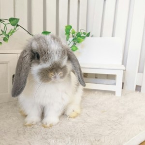 ホーランドロップ　ブロークンオパール（6X6)