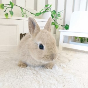 ネザーランドドワーフ　リンクス（N6)