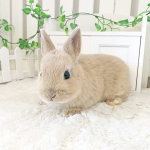 ネザーランドドワーフ　リンクス（N6)