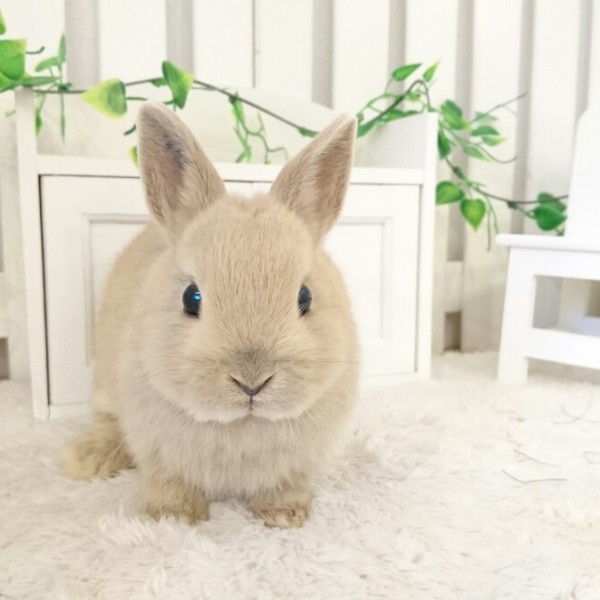 ネザーランドドワーフ　リンクス（N6)