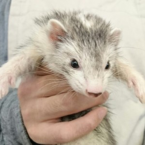 シルバーミット（女の子）