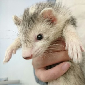 シルバーミット（女の子）