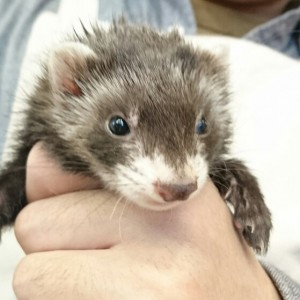 ブラックセーブル（女の子）