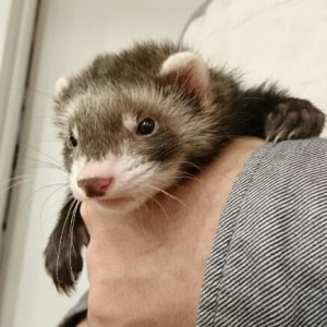 セーブル（男の子）