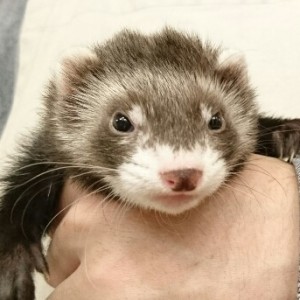 セーブル（男の子）