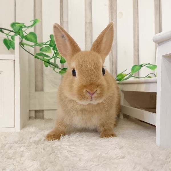 ネザーランドドワーフ　オレンジ（U4)