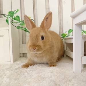 ネザーランドドワーフ　オレンジ（U4)