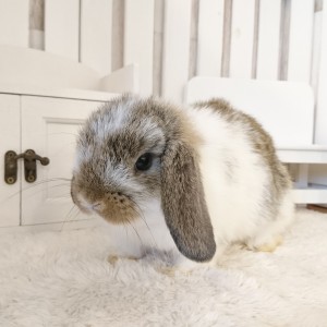 ホーランドロップ　ブロークンチェスナット（3MT)