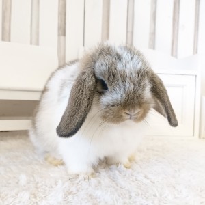 ホーランドロップ　ブロークンチェスナット（3MT)