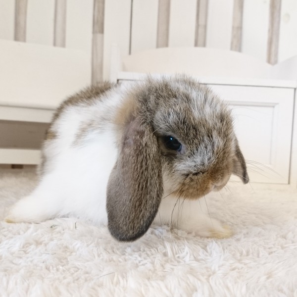 ホーランドロップ　ブロークンチェスナット（3MT)